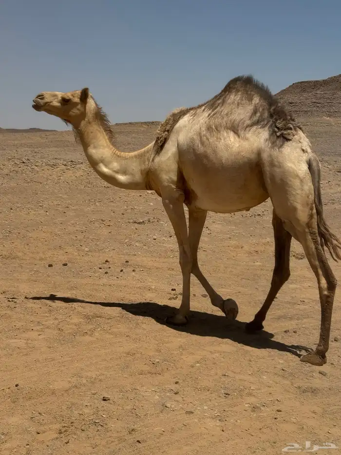 ذلول سلالة فل 0