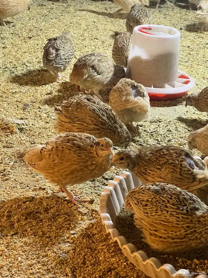 بيض سمان كرمي 0