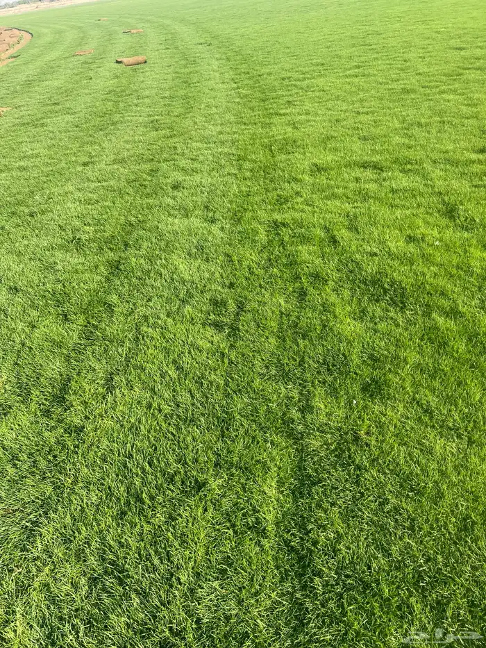 نجيله عشب طبيعي و زراعة وحدائق 1