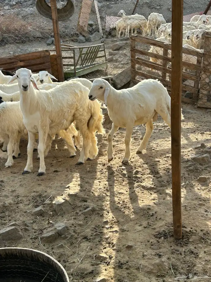 طليان ورخال حرية 4