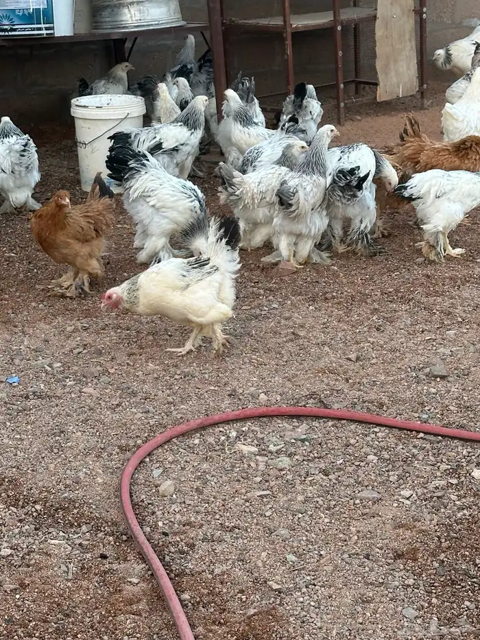 دجاج براهما كلومبي فواخرر 3