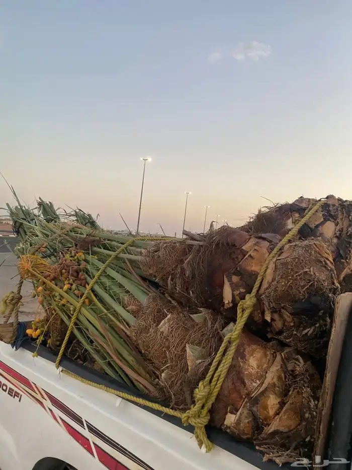 خلاص كبار بتمره 8