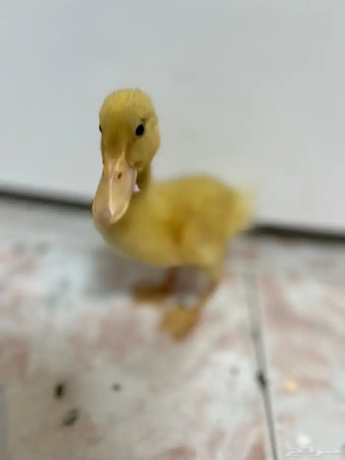 للبيع بط بكيني 1