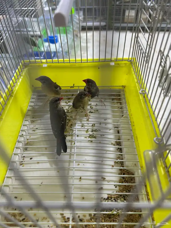 زيبرا فراوله 0