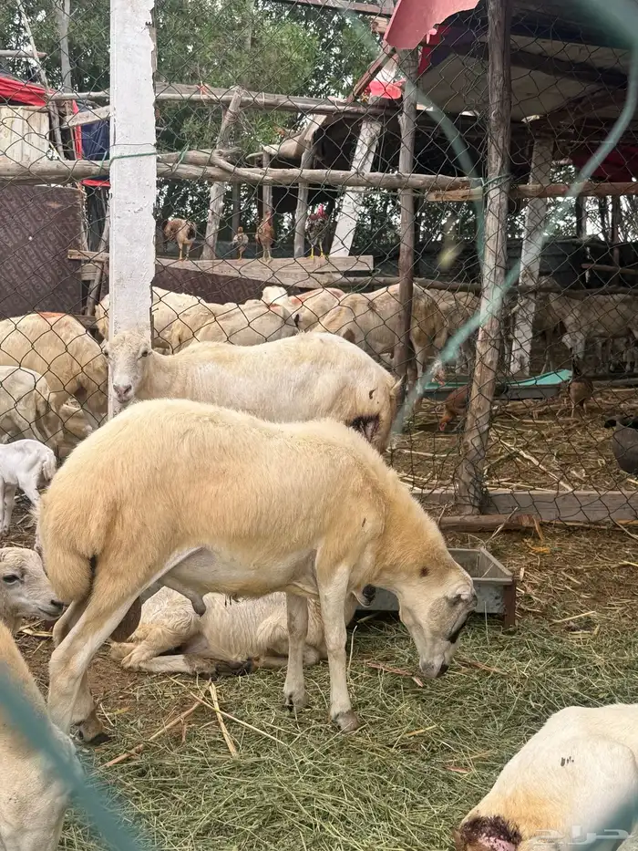 كبش 2