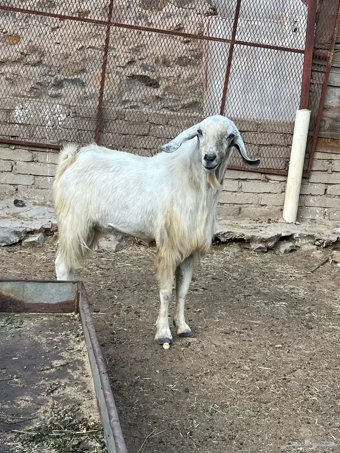 تيس فحل 4