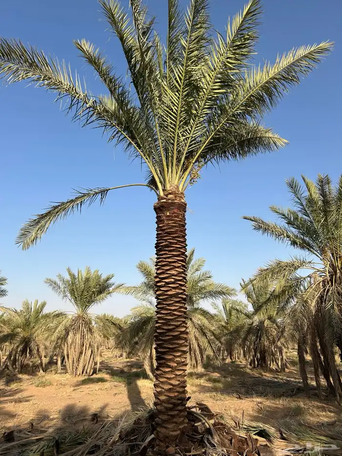 توريد جميع أنواع النخيل 3