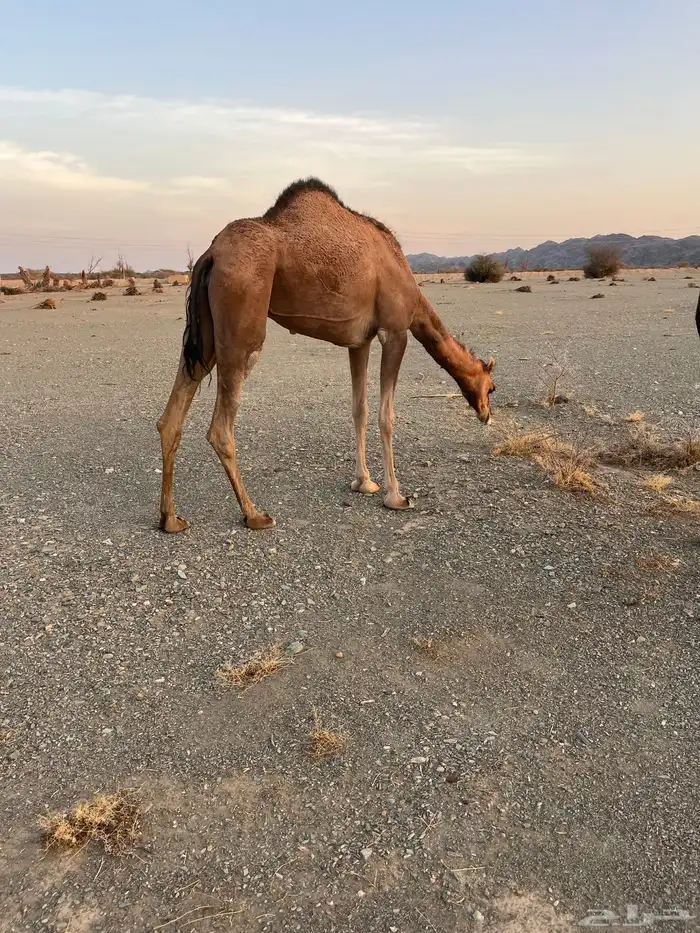 للبيع بكره 4