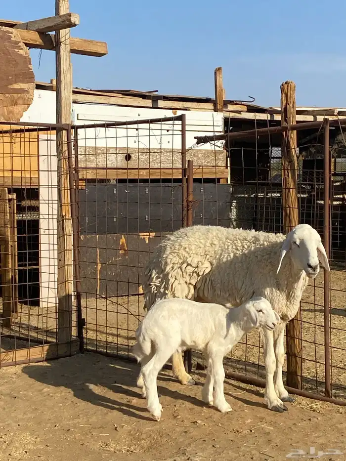 نعجة حبصية جرم والد(تم البيع) 6