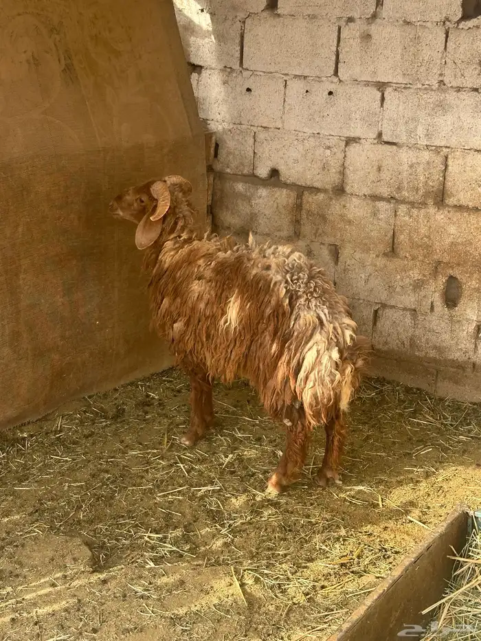 خروف ونعجه والد معه خروف كبير وخروف سواكن 1