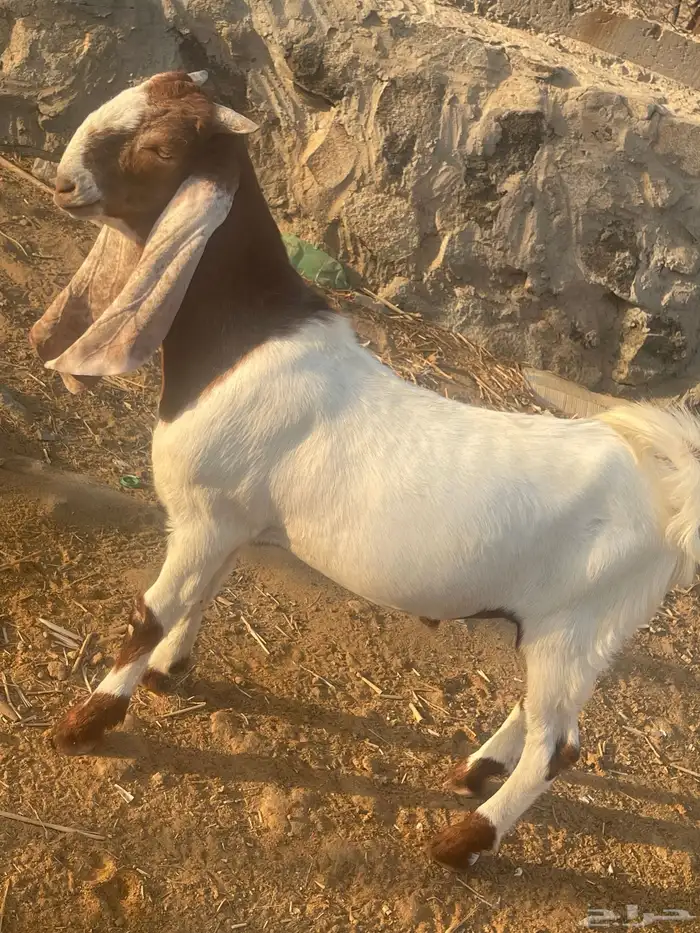 مشروع فحل تيس هولندي 4