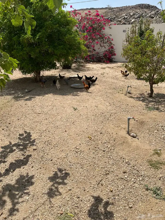 دجاج بلدي حضان للبيع 3