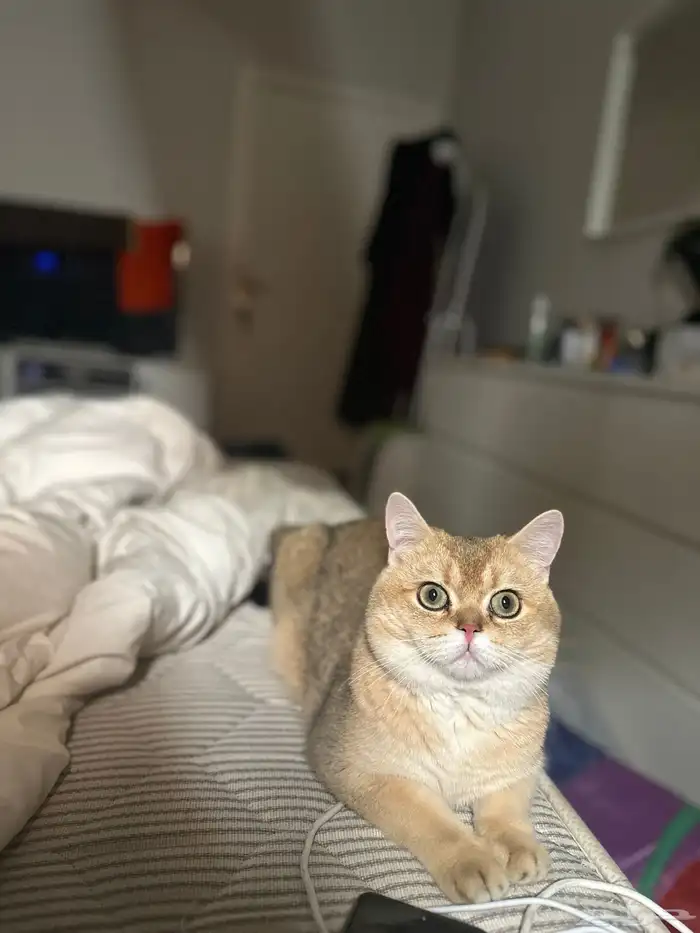 سكوتش ستريت للتزاوج 1