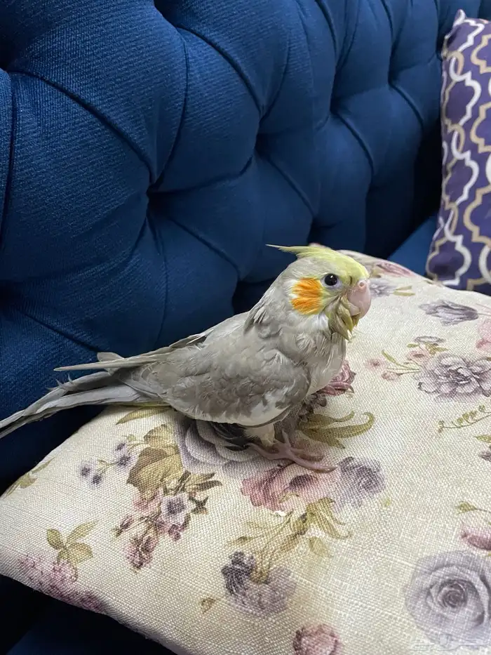 كوكتيل عمره شهرين اليف وروز انثى 0