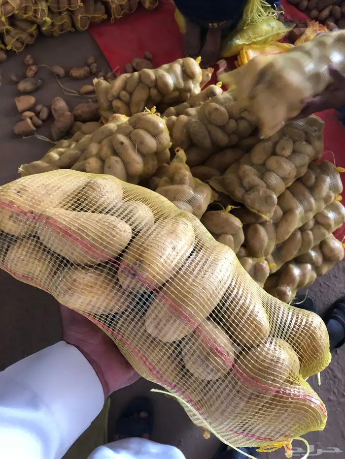 بطاطس وادي الدواسر 2