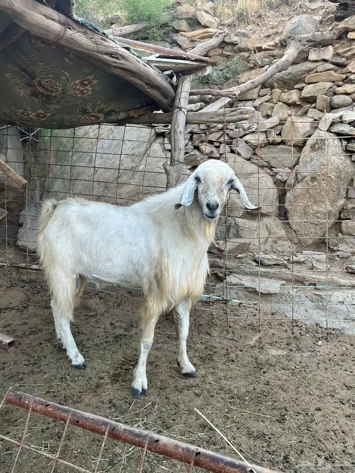 تيس فحل 1