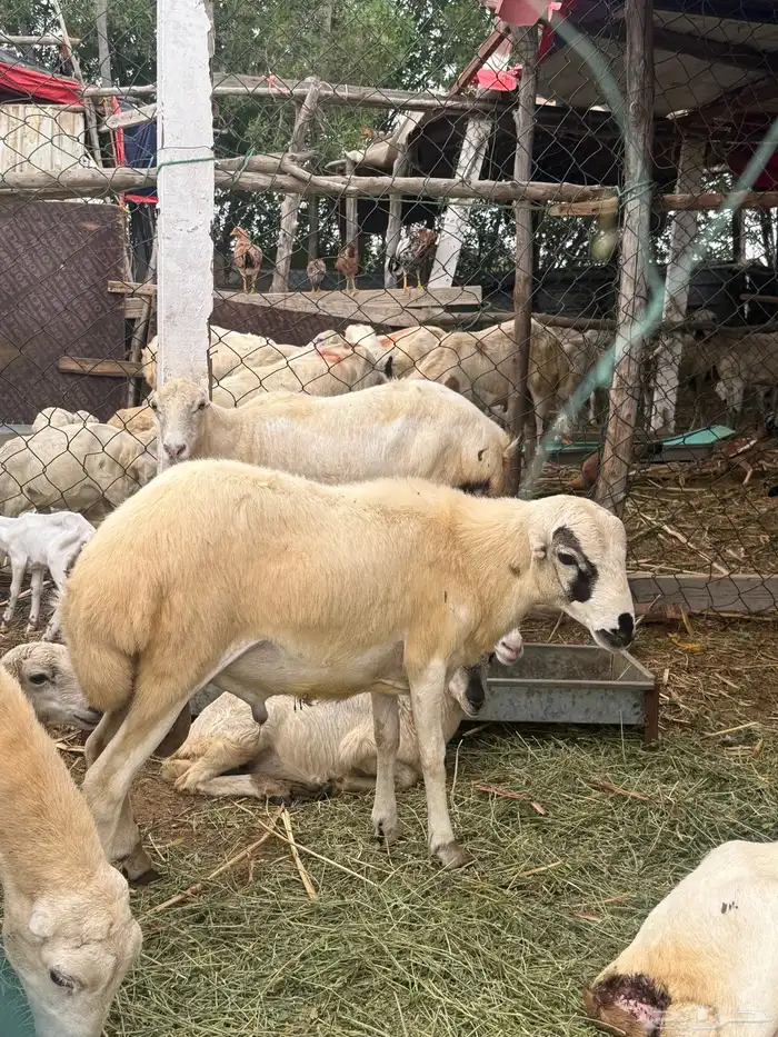 كبش 0