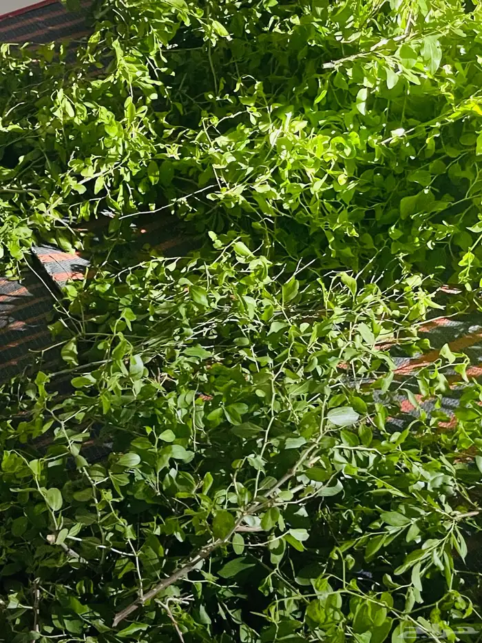 السدر البلدي من تهامه 8