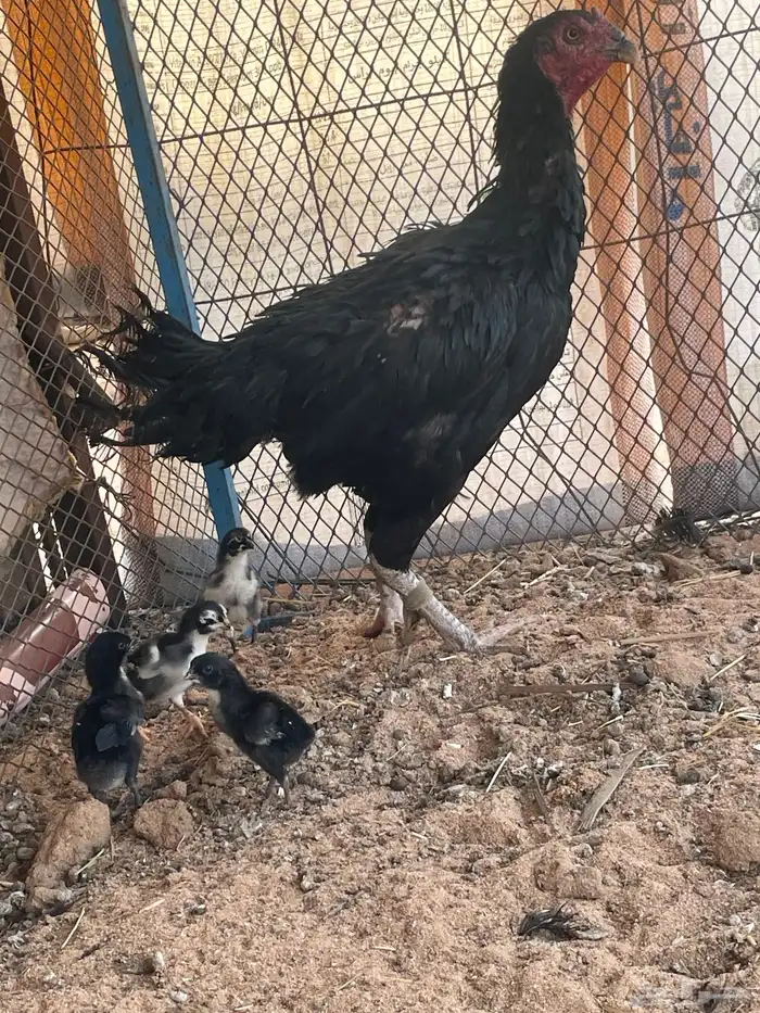 دجاج باكستاني لامع 2