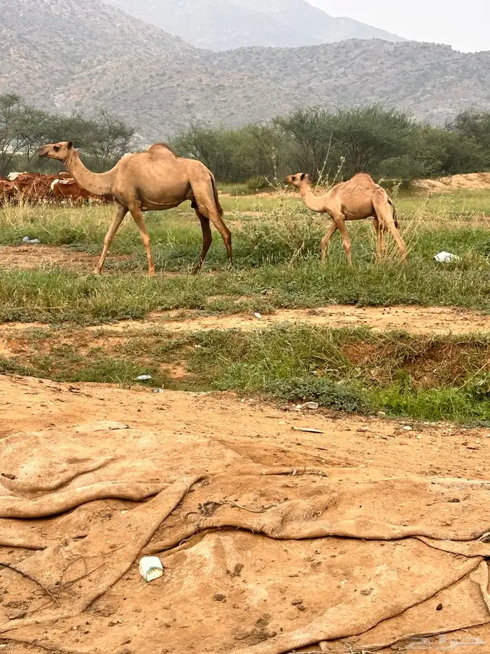 للبيع 0