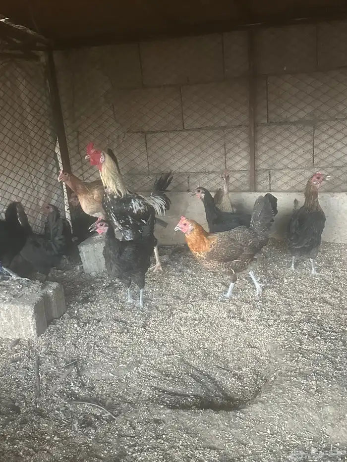 للبيع دجاج مزرعه شرط الصحه والانتاج 3