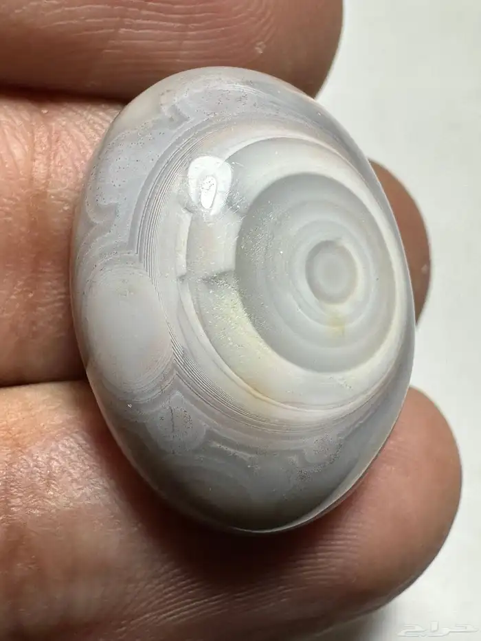 سليماني هندي ابيض على رصاصي غريب من النوادر 4