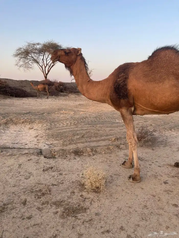 ناقه حمرا لقحه 4