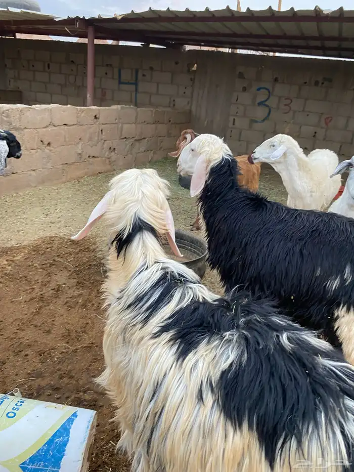 تيوس وخرفان للبيع 2