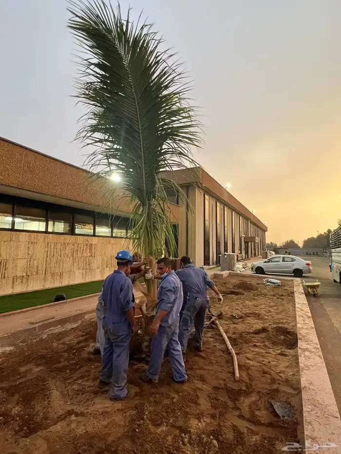 نجيله عشب طبيعي و زراعة وحدائق 28