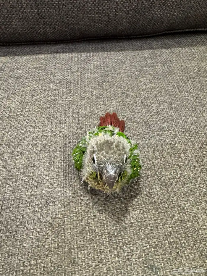 فرخ كنيور (((تم البيع تم تحويل عمولة الموقع))) 1