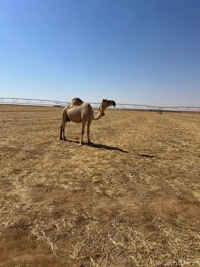 ناقة عشرا مع قعودها 0