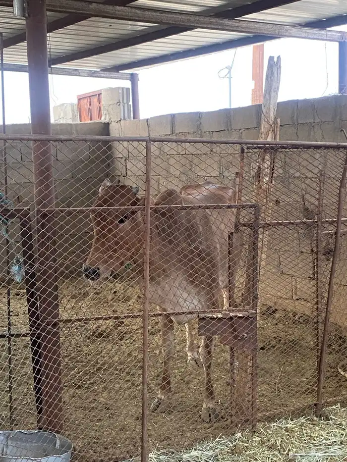 بقره وحسيل للبيع 1
