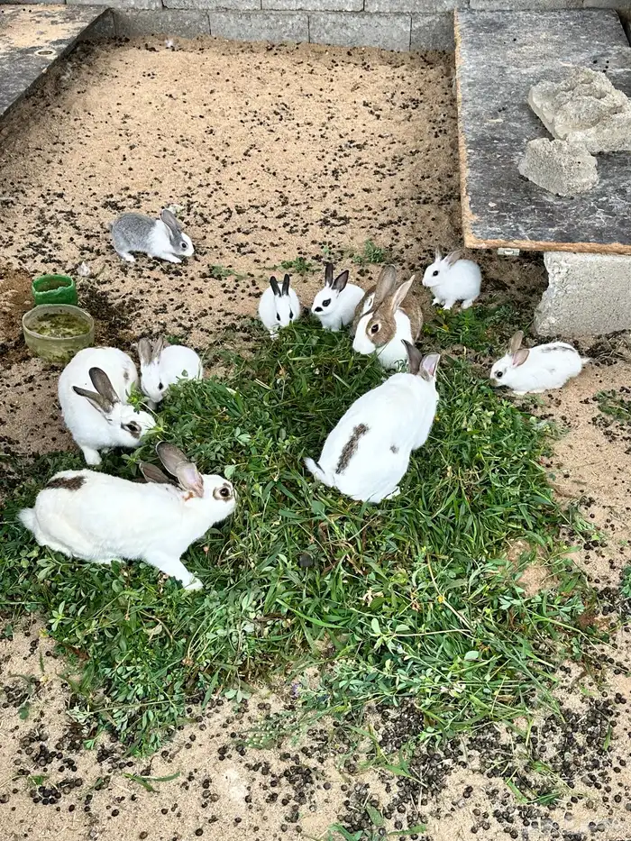 ارانب للبيع 1