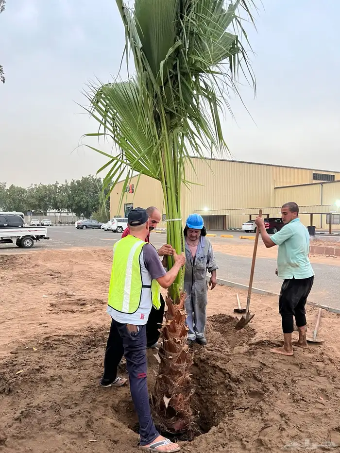 نجيله عشب طبيعي و زراعة وحدائق 27