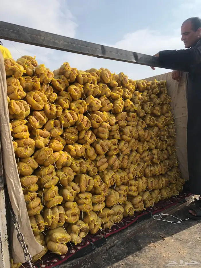 بطاطس وادي الدواسر 4