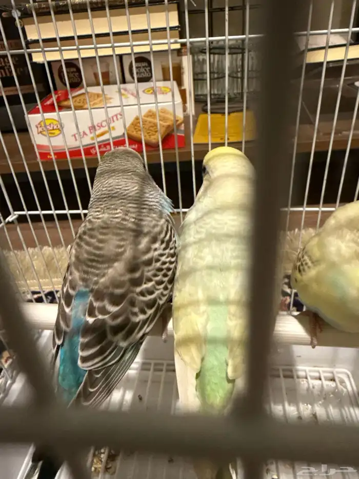 طير بادجي (الملون مباع باقي الأزرق) 0