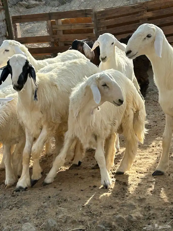 طليان ورخال حرية 5