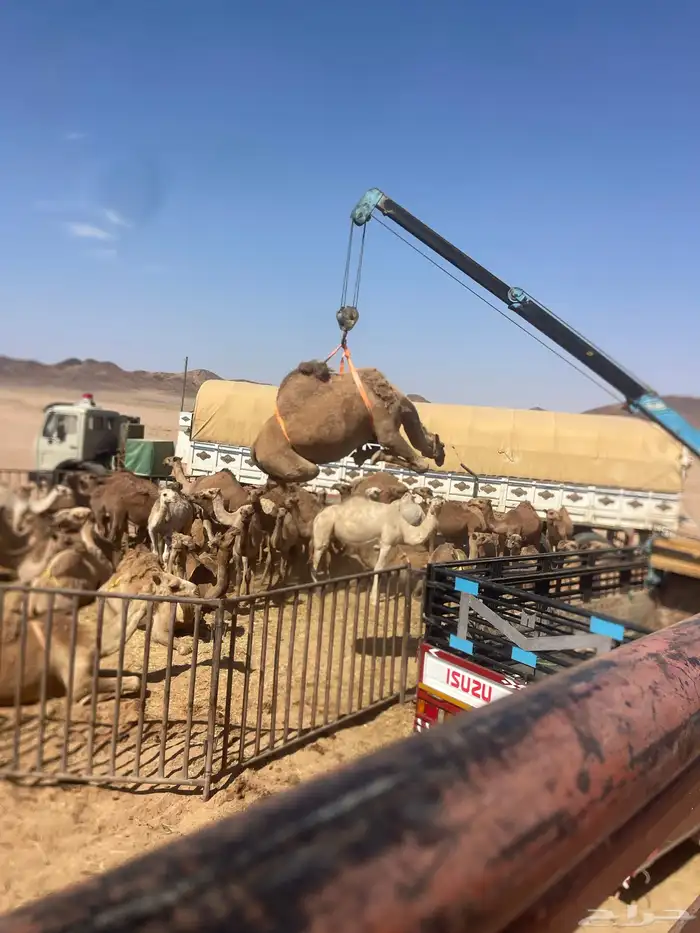 سيارة طول 16.50متر متواجدة في القصيم 3