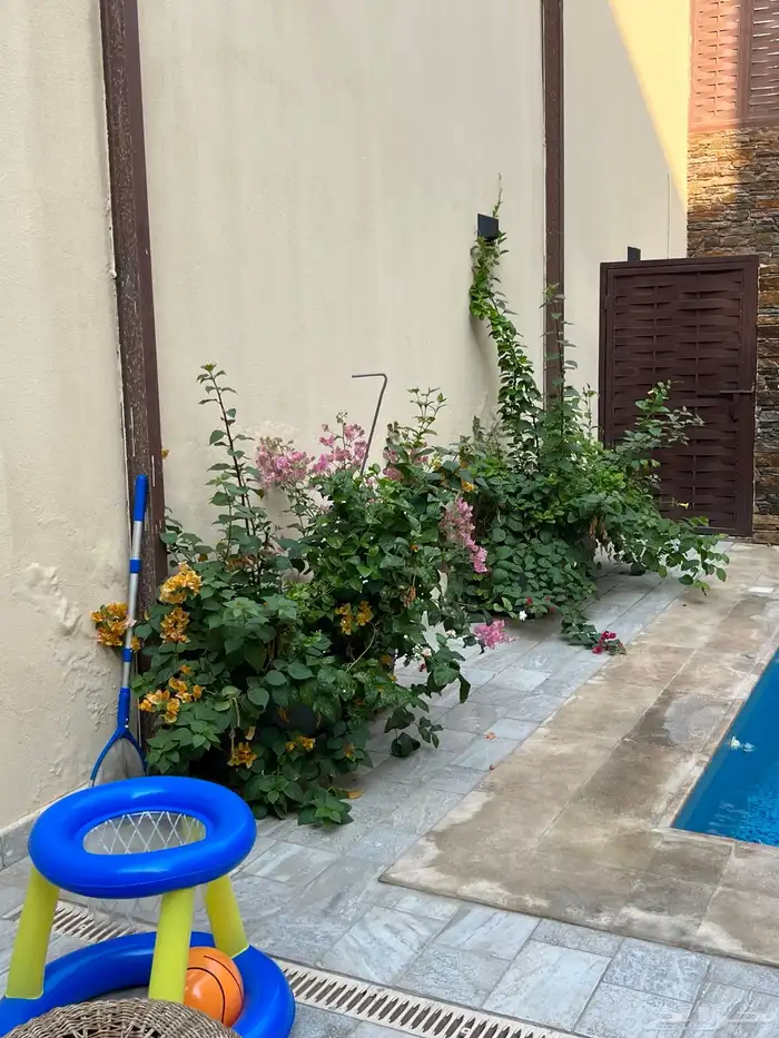 نجيله عشب طبيعي و زراعة وحدائق 21