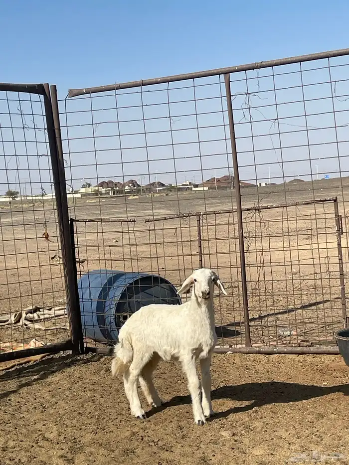 رخل عمره شهرين 1