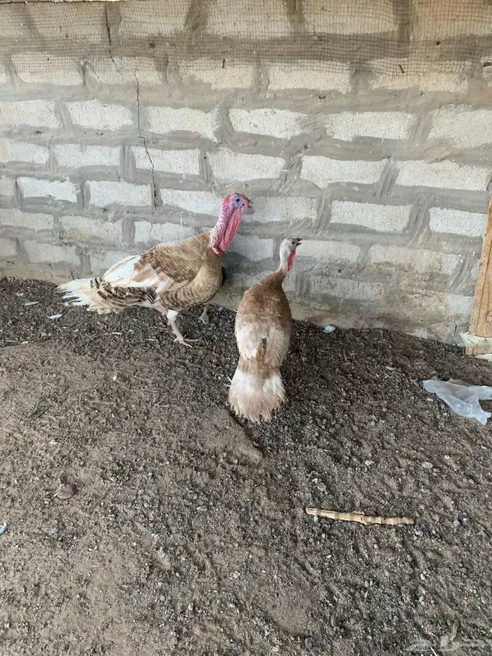 دجاج رومي 0