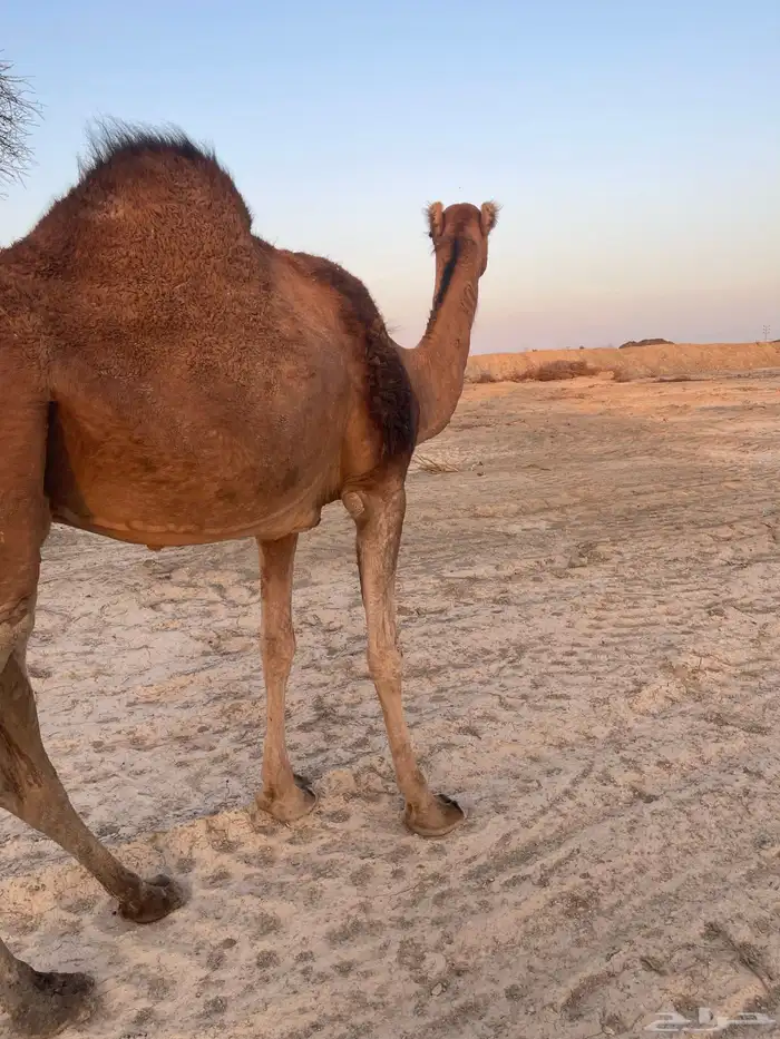 ناقه حمرا لقحه 0