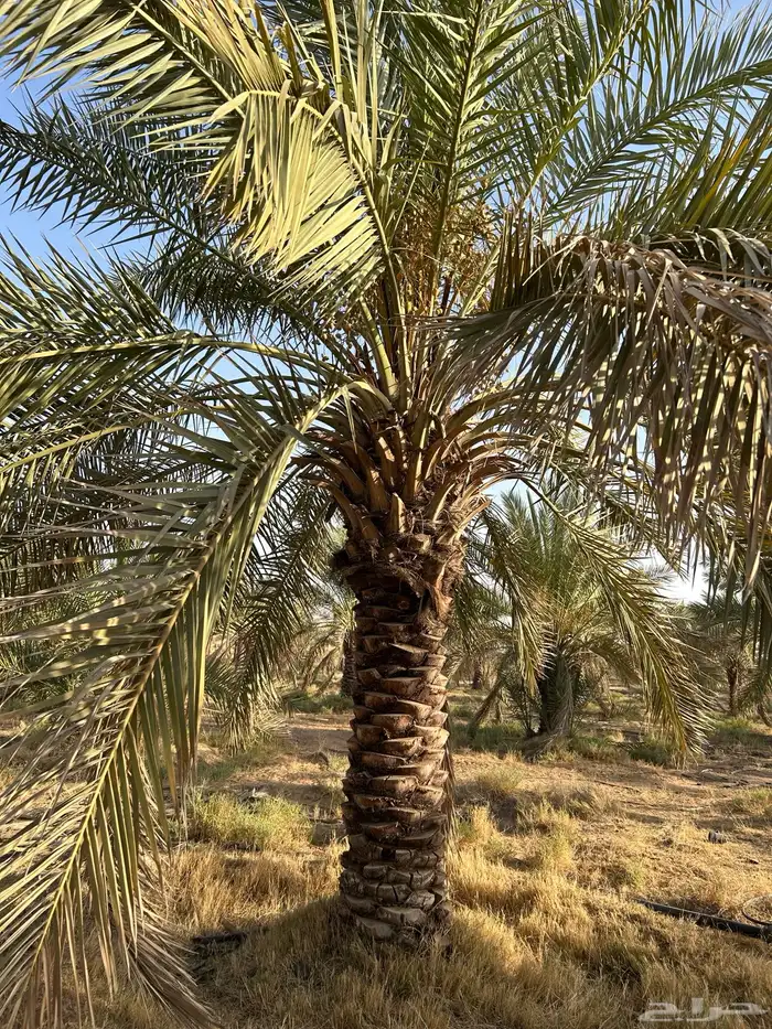 توريد جميع أنواع النخيل 4