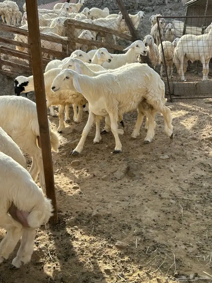 طليان ورخال حرية 0