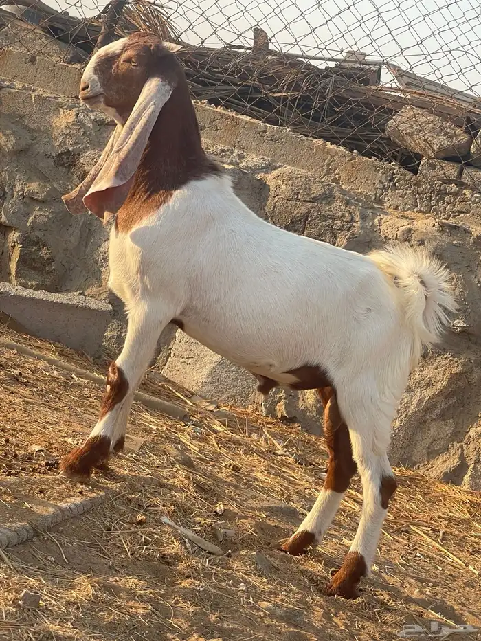 مشروع فحل تيس هولندي 1
