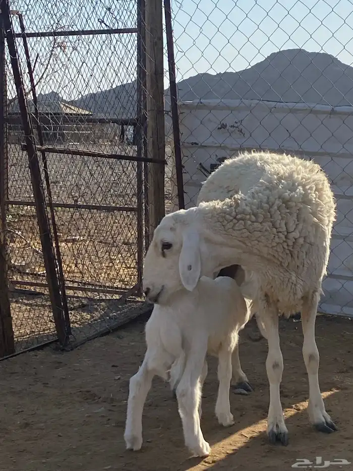 نعجة حبصية جرم والد(تم البيع) 9