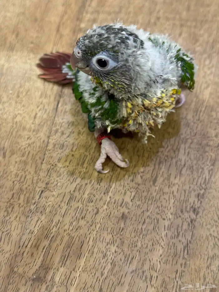 فرخ كنيور (((تم البيع تم تحويل عمولة الموقع))) 0