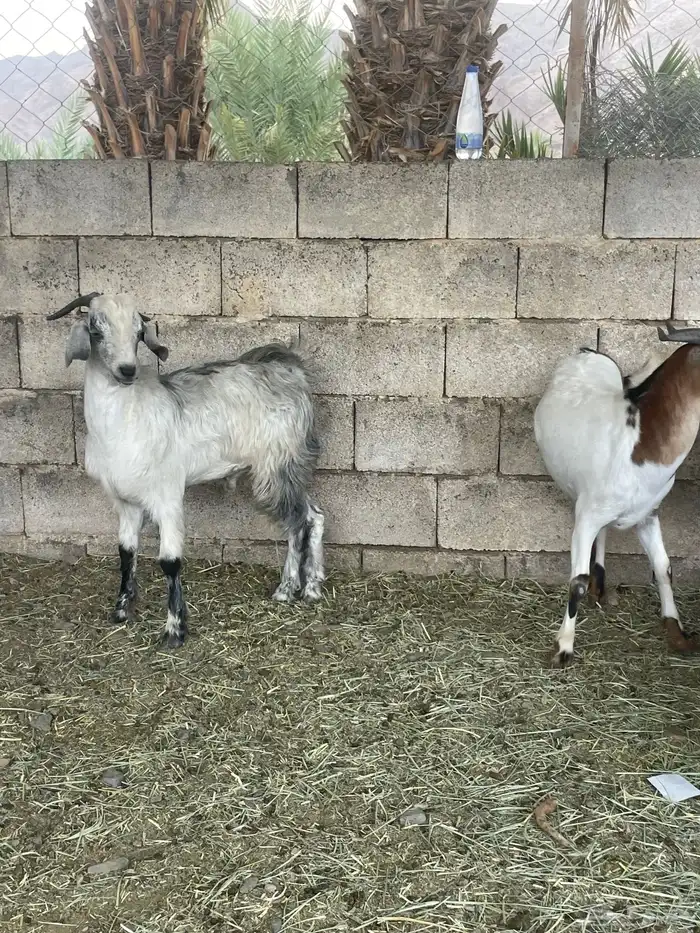 تيوس كفوو فل الفل مرعها زين ونظيفه 1