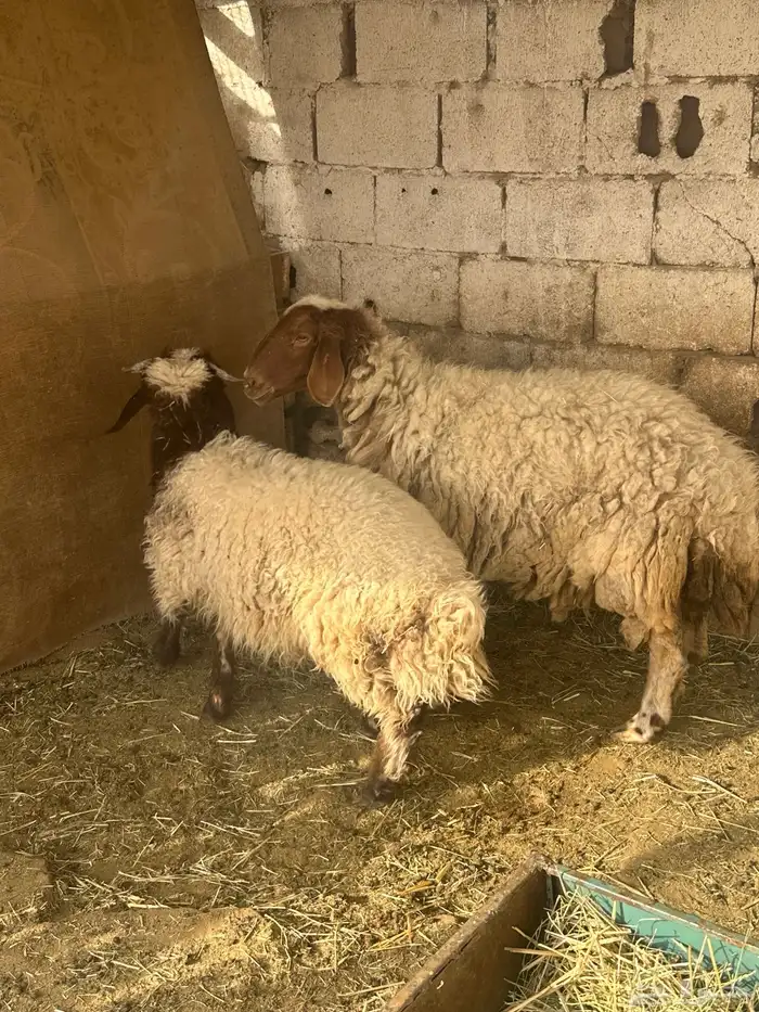 خروف ونعجه والد معه خروف كبير وخروف سواكن 6