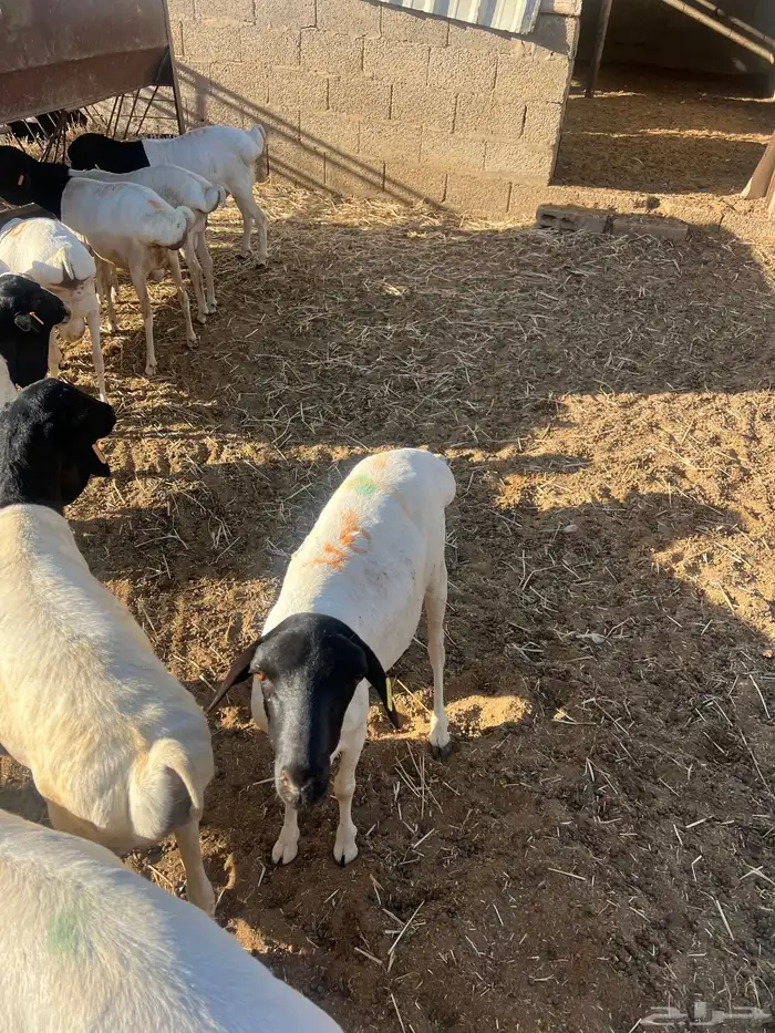 برابر جذعان 1
